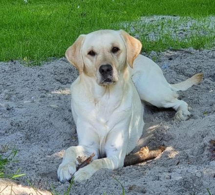 Wilma ist eine absolut liebenswerte und verschmuste