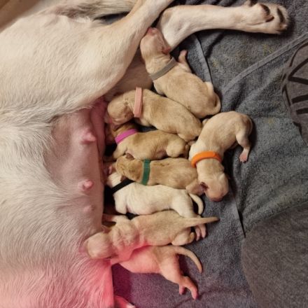 Wilma ist eine absolut liebenswerte und verschmuste