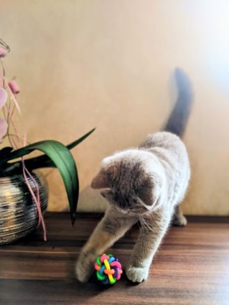 Unsere Amelia hat am 28. Juli 4 zuckersüße Kätzchen