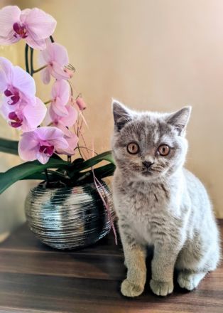 Unsere Amelia hat am 28. Juli 4 zuckersüße Kätzchen