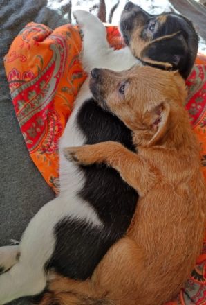 Wir sind 2 süße Jack Russell Person / Bologneser Mix