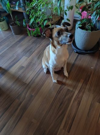 Wir sind 2 süße Jack Russell Person / Bologneser Mix