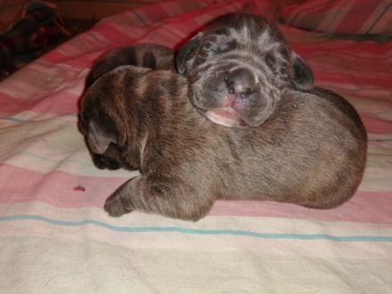 Wir haben dieses Jahr nach 2 Jahren Pause wieder zwei