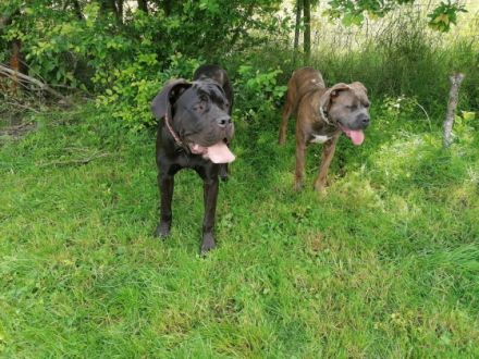 Wir haben dieses Jahr nach 2 Jahren Pause wieder zwei