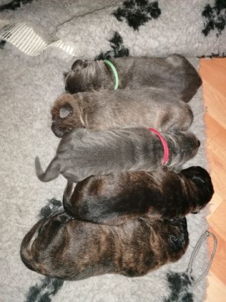 Wir haben dieses Jahr nach 2 Jahren Pause wieder zwei