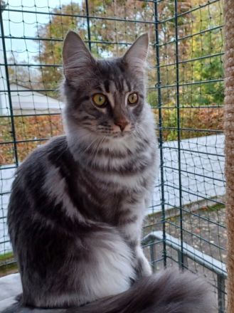 Bhanu, ACHTUNG RARITÄTEN ⚠️ ⚠️ ⚠️ Ich bin ein