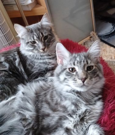 Bhanu, ACHTUNG RARITÄTEN ⚠️ ⚠️ ⚠️ Ich bin ein