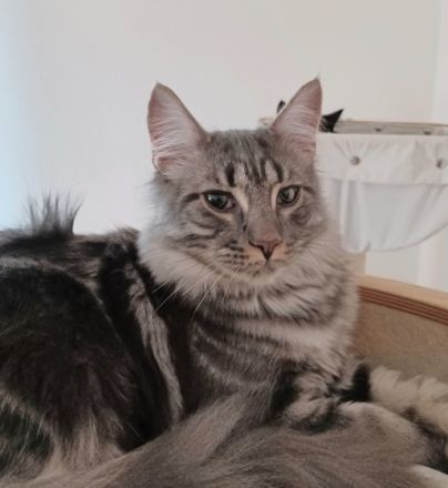 Bhanu, ACHTUNG RARITÄTEN ⚠️ ⚠️ ⚠️ Ich bin ein