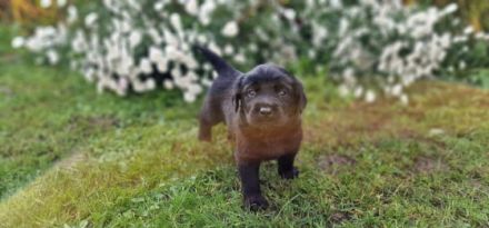 Süße Labradorwelpen zu verkaufen, schwarz, reinrassig