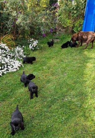 Süße Labradorwelpen zu verkaufen, schwarz, reinrassig