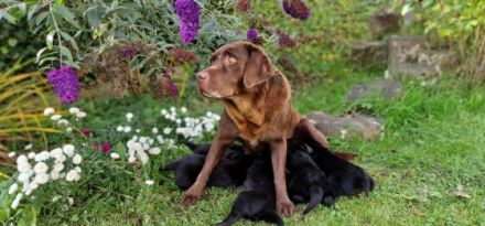 Süße Labradorwelpen zu verkaufen, schwarz, reinrassig