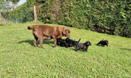Süße Labradorwelpen zu verkaufen, schwarz, reinrassig