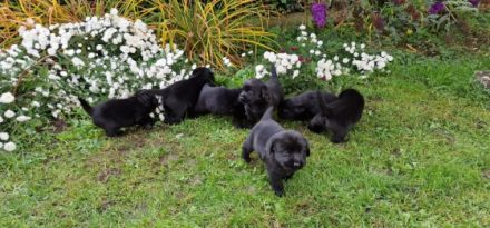 Süße Labradorwelpen zu verkaufen, schwarz, reinrassig