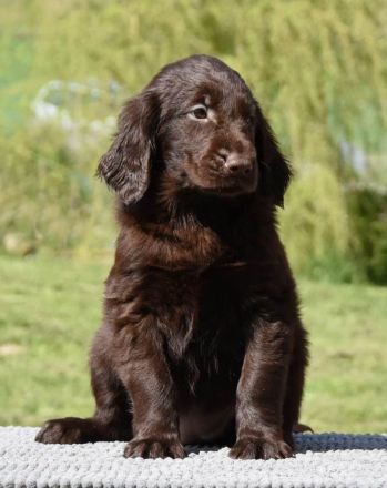 Wir erwarten ca ab dem 6.Februar 2023 reinrassige