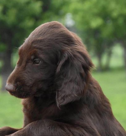 Wir erwarten ca ab dem 6.Februar 2023 reinrassige