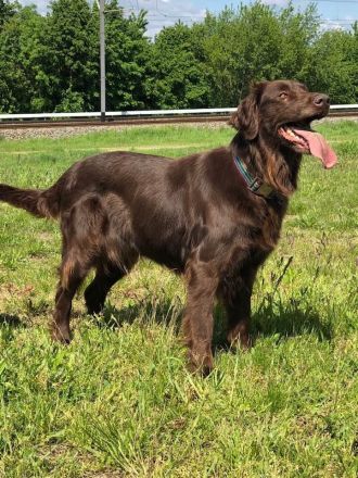 Wir erwarten ca ab dem 6.Februar 2023 reinrassige