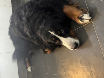 Unsere Queen hat am 31.10.2022 9 wunderschönen Welpen