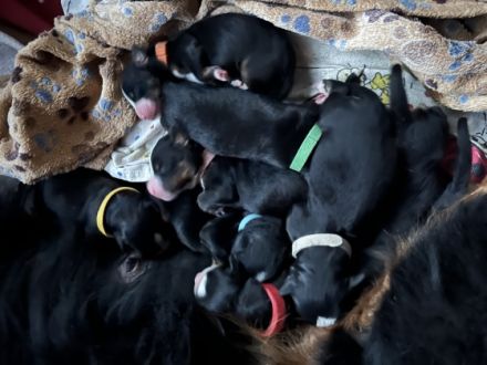 Unsere Queen hat am 31.10.2022 9 wunderschönen Welpen