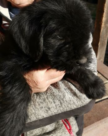 riesenschnauzer Welpen m.P.