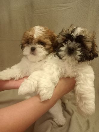 Wir haben 2 Welpen die wären morgen 8 Wochen alt am