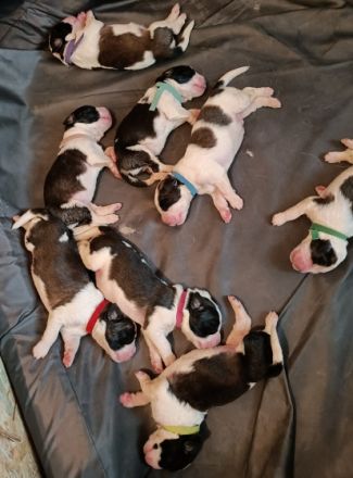 Am 23.10.2023 sind 10 Langhaarbernhardiner auf die Welt