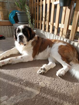 Am 23.10.2023 sind 10 Langhaarbernhardiner auf die Welt