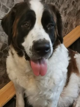 Am 23.10.2023 sind 10 Langhaarbernhardiner auf die Welt