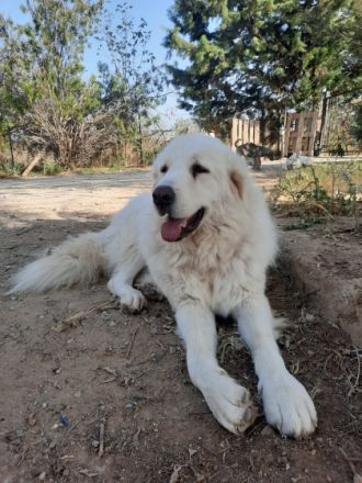 Mr. White - unser XXL-Teddybär