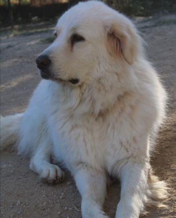 Mr. White - unser XXL-Teddybär