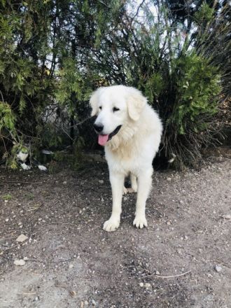 Mr. White - unser XXL-Teddybär