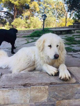 Mr. White - unser XXL-Teddybär