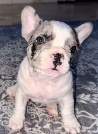 Hallo an alle Frenchi-Freunde und die, die es werden