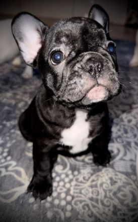 Hallo an alle Frenchi-Freunde und die, die es werden