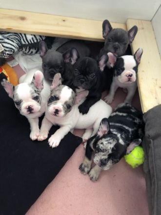 Hallo an alle Frenchi-Freunde und die, die es werden