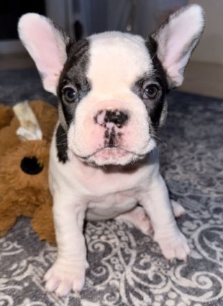 Hallo an alle Frenchi-Freunde und die, die es werden