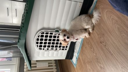 Lilli und Luna, Hallo,Wir müssen leider unsere Süße