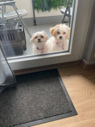 Lilli und Luna, Hallo,Wir müssen leider unsere Süße