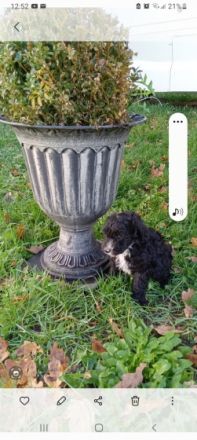 4süsse Pudelmix Welpen suchen ein liebevolles zuhause.