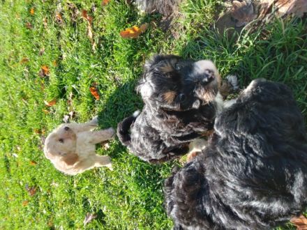 4süsse Pudelmix Welpen suchen ein liebevolles zuhause.