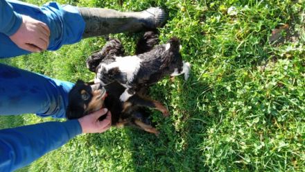 4süsse Pudelmix Welpen suchen ein liebevolles zuhause.