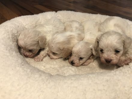 Wir haben vier zuckersüße Fellnasen zu vermitteln. 3