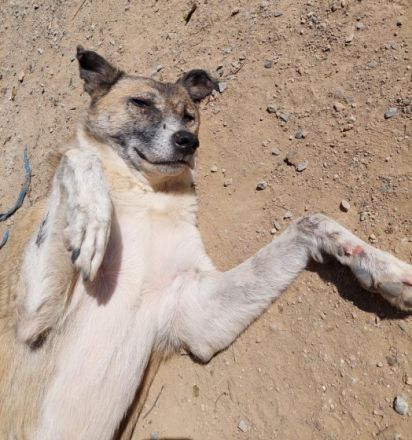 Kira - eine veschmuste Hundedame