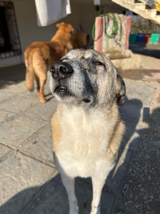 Kira - eine veschmuste Hundedame