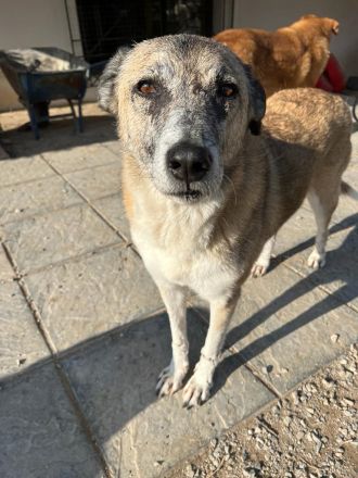 Kira - eine veschmuste Hundedame