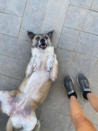 Kira - eine veschmuste Hundedame