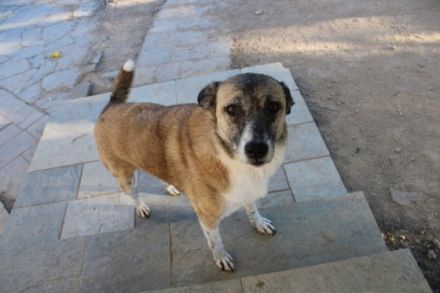 Kira - eine veschmuste Hundedame