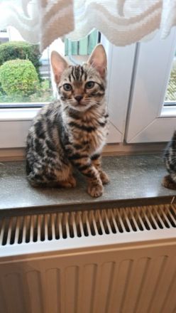 Bengalkatze Katzenbaby Hallo liebe Katzenliebhaber,