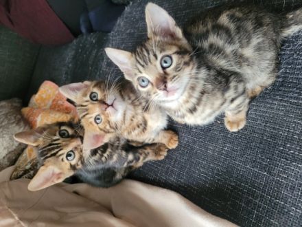 Bengalkatze Katzenbaby Hallo liebe Katzenliebhaber,