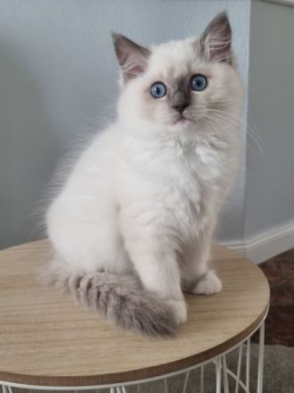 Dieses hübsche Ragdollmädchen aus unserer Zucht ist nun