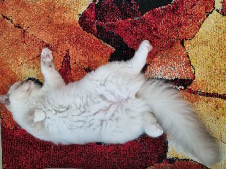 Dieses hübsche Ragdollmädchen aus unserer Zucht ist nun